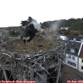 17_10-nest.jpg