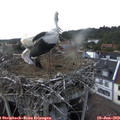 17_15-nest.jpg