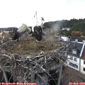 17_20-nest.jpg
