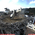 17_25-nest.jpg