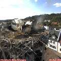 17_30-nest.jpg