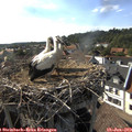 17_35-nest.jpg