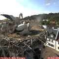 17_40-nest.jpg