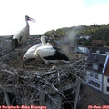 17_45-nest.jpg