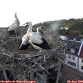 17_50-nest.jpg