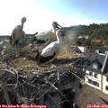 17_55-nest.jpg