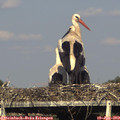 18_00-mast.jpg