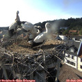 18_00-nest.jpg