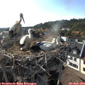 18_05-nest.jpg