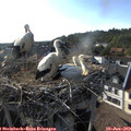18_10-nest.jpg