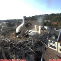 18_15-nest.jpg