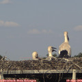 18_20-mast.jpg