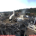 18_20-nest.jpg