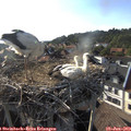 18_25-nest.jpg