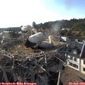 18_30-nest.jpg
