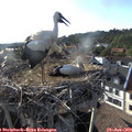 18_35-nest.jpg