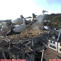 18_40-nest.jpg