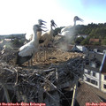 18_45-nest.jpg