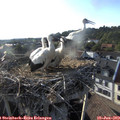18_50-nest.jpg