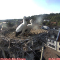 18_55-nest.jpg
