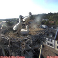 19_00-nest.jpg