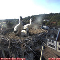 19_05-nest.jpg
