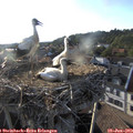 19_10-nest.jpg