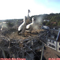 19_15-nest.jpg