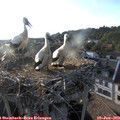 19_20-nest.jpg