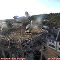 19_25-nest.jpg