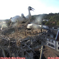 19_30-nest.jpg