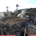 19_35-nest.jpg