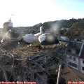 19_40-nest.jpg