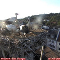 19_45-nest.jpg