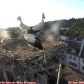 19_50-nest.jpg