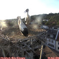 19_55-nest.jpg