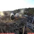 20_00-nest.jpg