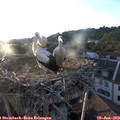 20_05-nest.jpg