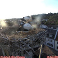 20_10-nest.jpg