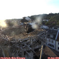 20_15-nest.jpg