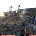 20_20-nest.jpg