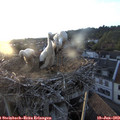 20_25-nest.jpg