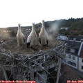 20_35-nest.jpg