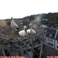 20_40-nest.jpg