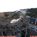 20_45-nest.jpg