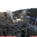 20_50-nest.jpg