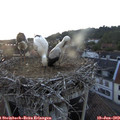 20_55-nest.jpg