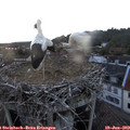 21_00-nest.jpg