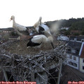 21_05-nest.jpg