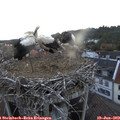 21_10-nest.jpg